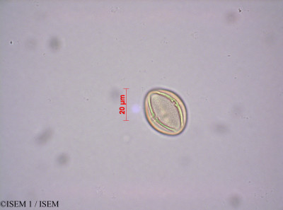 ISEM 1/Phyllanthus_odontadenius_39155/Phyllanthus_odontadenius_39155_0001(copy)_thumb.jpg